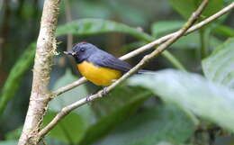 Image of Slate-throated Whitestart