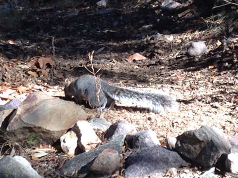 Image of Arizona Gray Squirrel