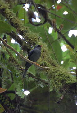 Image of Black-faced Solitaire