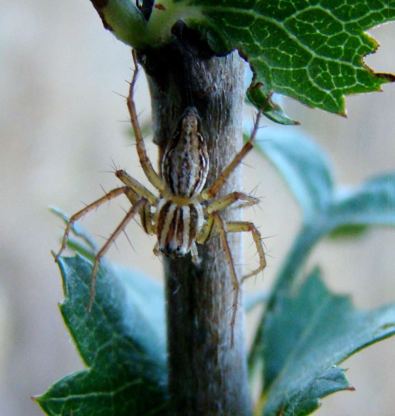 Image of Oxyopes gracilipes (White 1849)