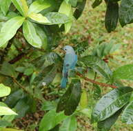 Image of Blue-gray Tanager