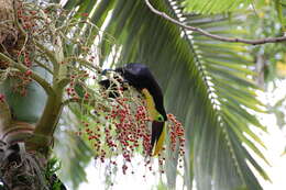 Image of Chestnut-mandibled Toucan