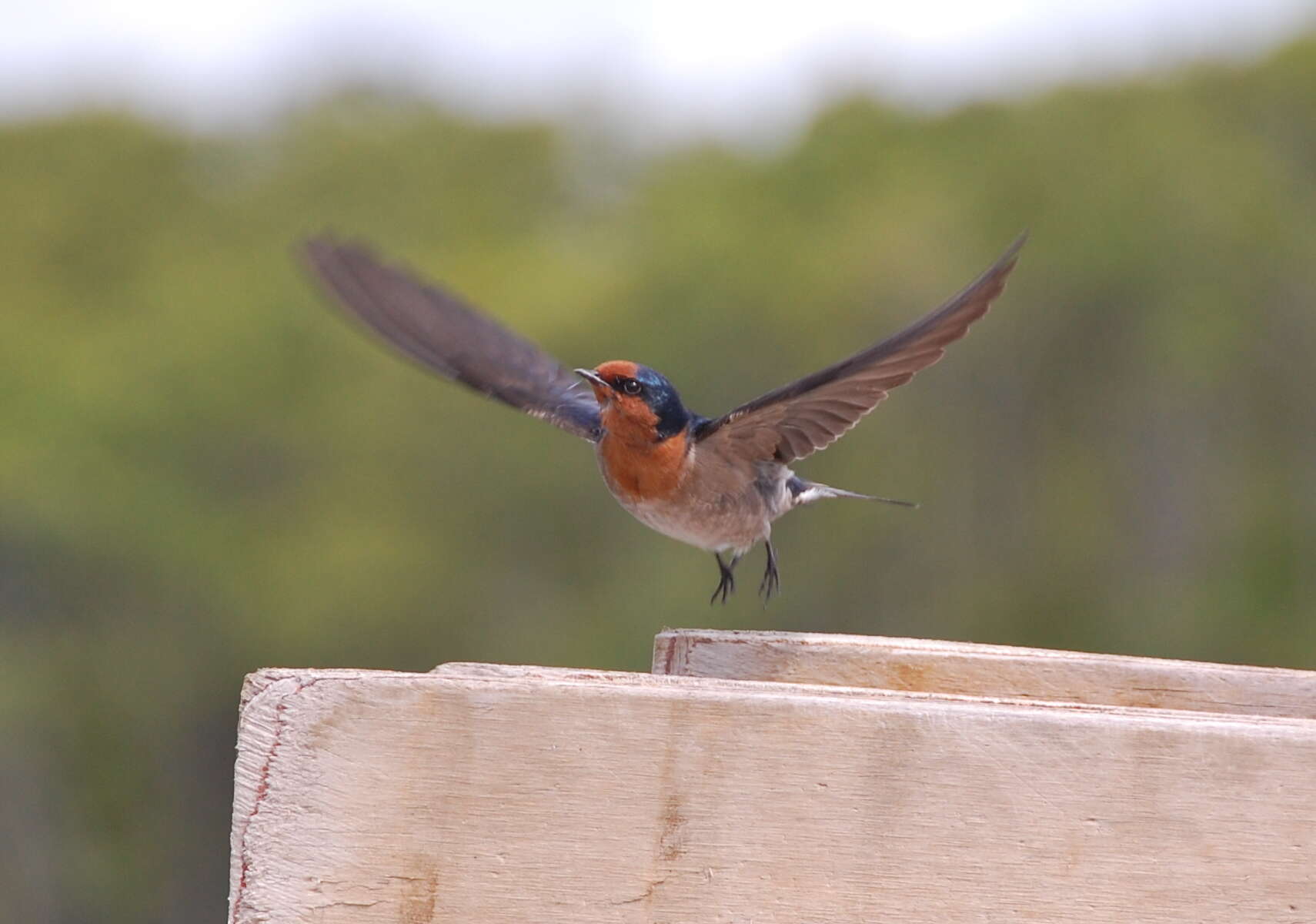 Imagem de Hirundo neoxena Gould 1842