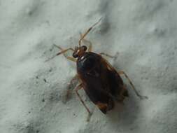 Deraeocoris lutescens (Schilling 1837)的圖片