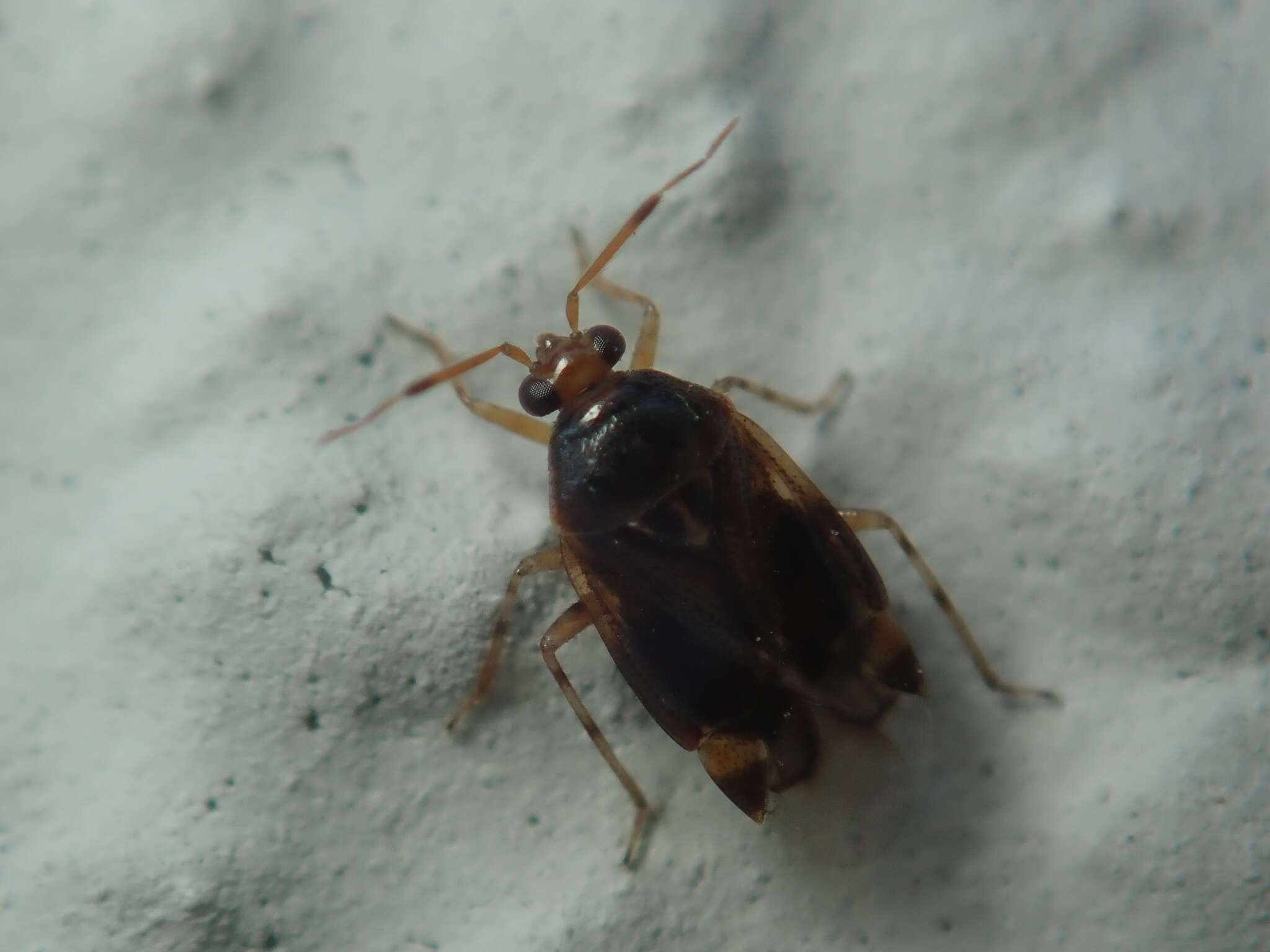 Deraeocoris lutescens (Schilling 1837)的圖片