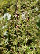 Image of Hopp's figwort