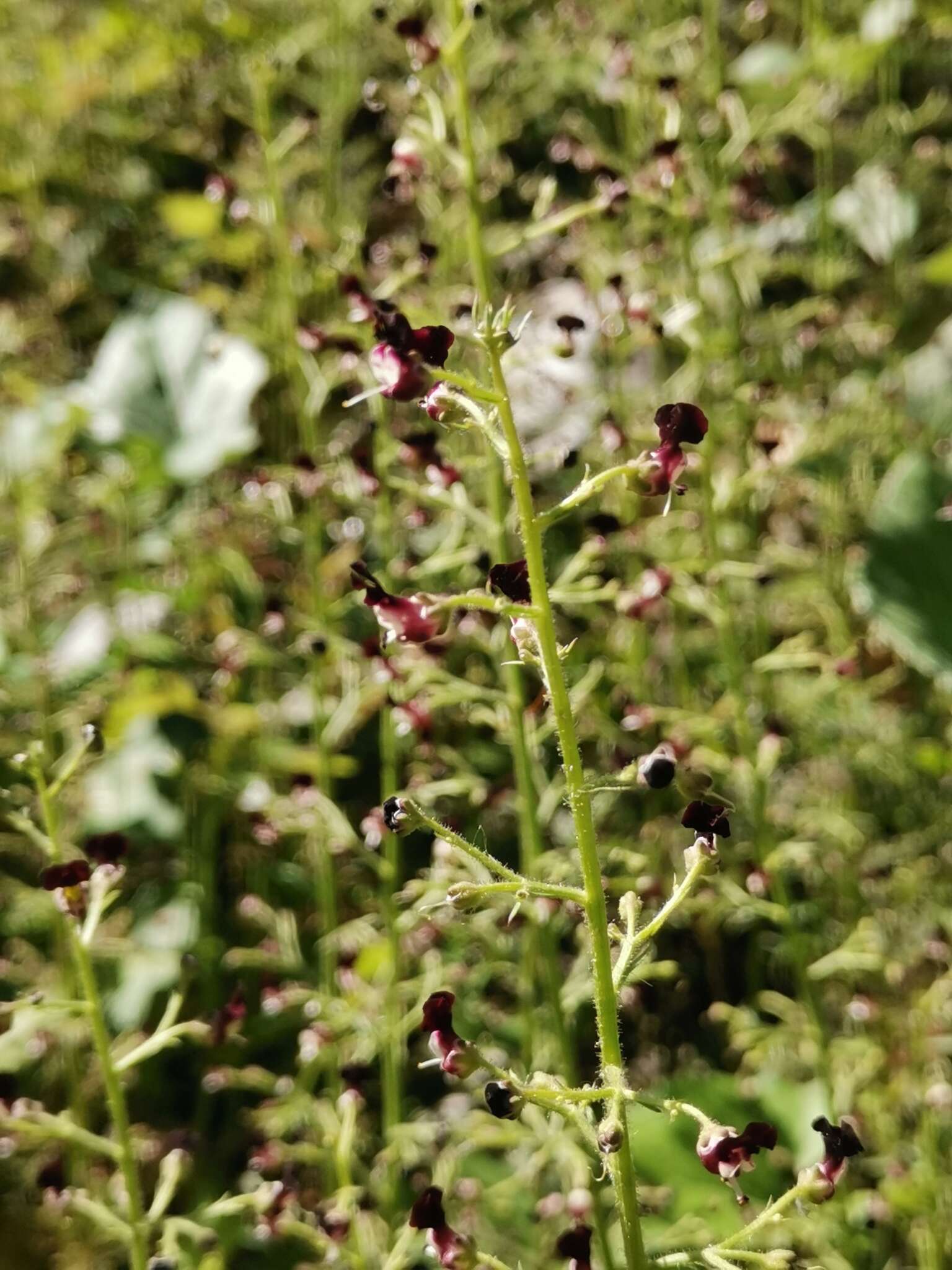 Scrophularia canina subsp. hoppii (Koch) P. Fourn. resmi