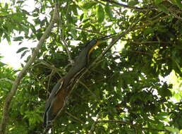 Image of Rufescent Tiger Heron