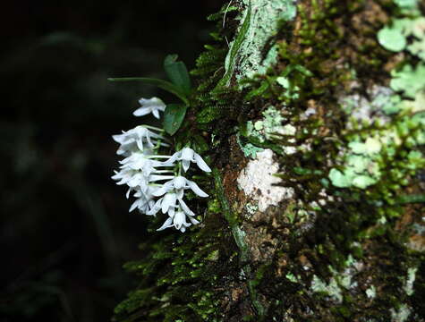 Image of Mystacidium brayboniae Summerh.