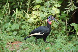 Image of Abyssinian Ground Hornbill