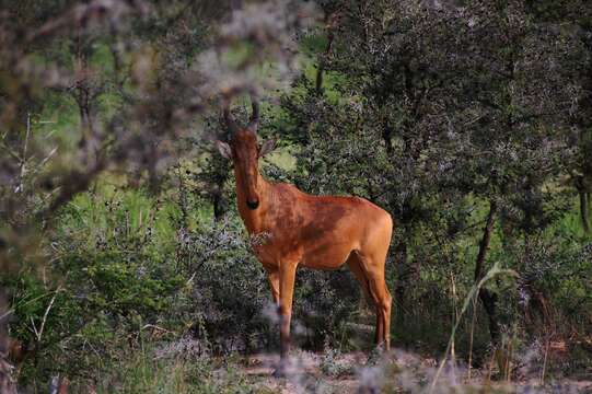 Image of Hartebeest