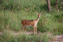 Image de Ourebia Laurillard 1842