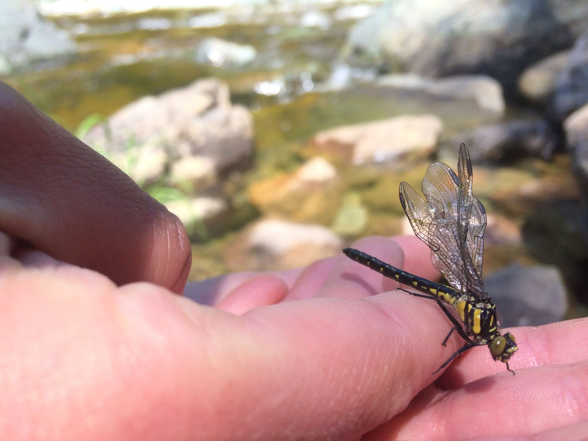 Image of Pygmy Clubtails