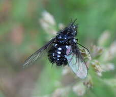 Image of Bombylella atra (Scopoli 1763)