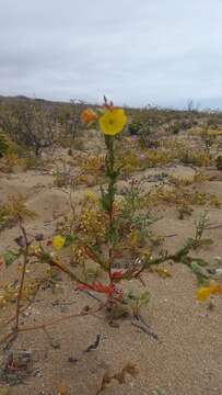 Imagem de Oenothera coquimbensis C. Gay