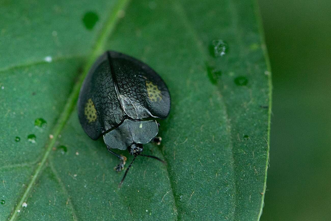 Image of Stolas imparilis (Boheman 1862)