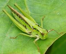 Image of Calephorops viridis Sjöstedt 1920