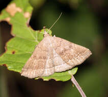 Image of Pechipogo plumigeralis