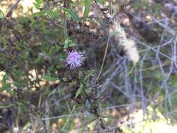 Image of Chromolaena sagittata (A. Gray) R. King & H. Rob.