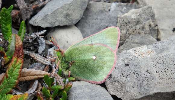 Image of Labrador Sulphur