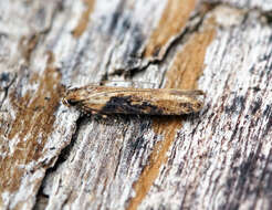 Image of Scrobipalpa costella Westwood 1851