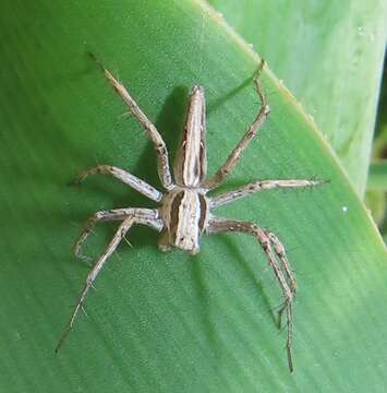 Image of Oxyopes jacksoni Lessert 1915