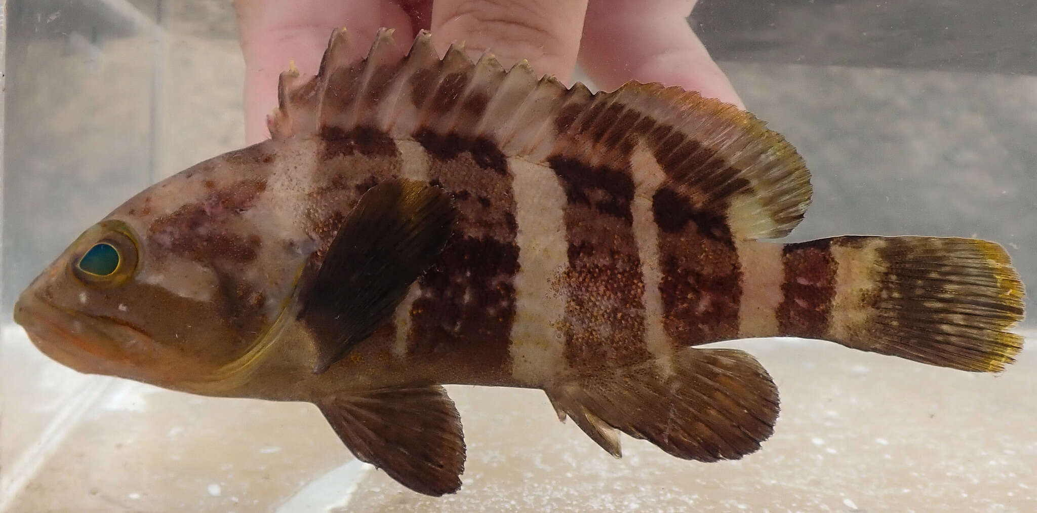 Image of Banded Grouper