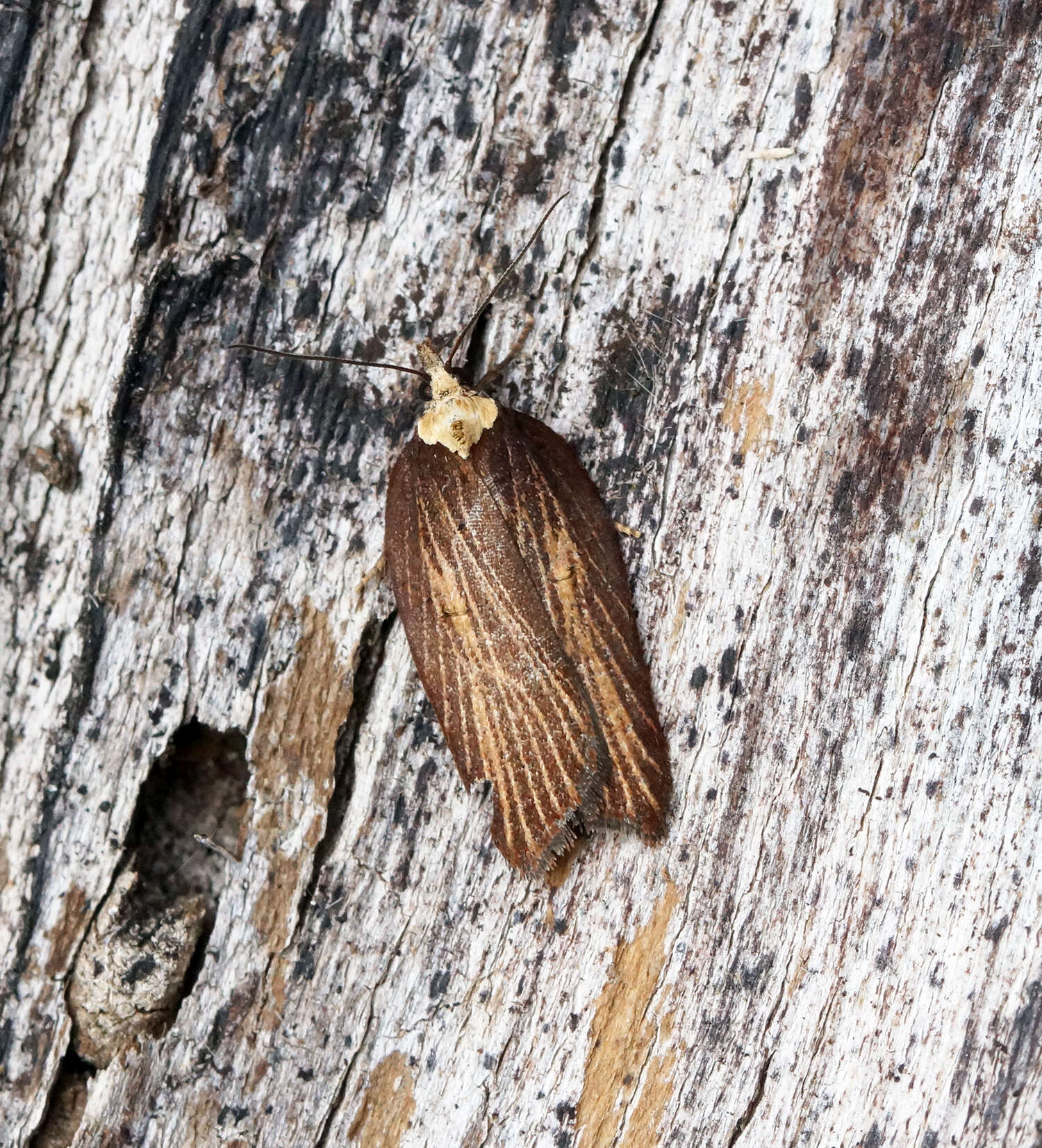 Image of Acleris hastiana Linnaeus 1758