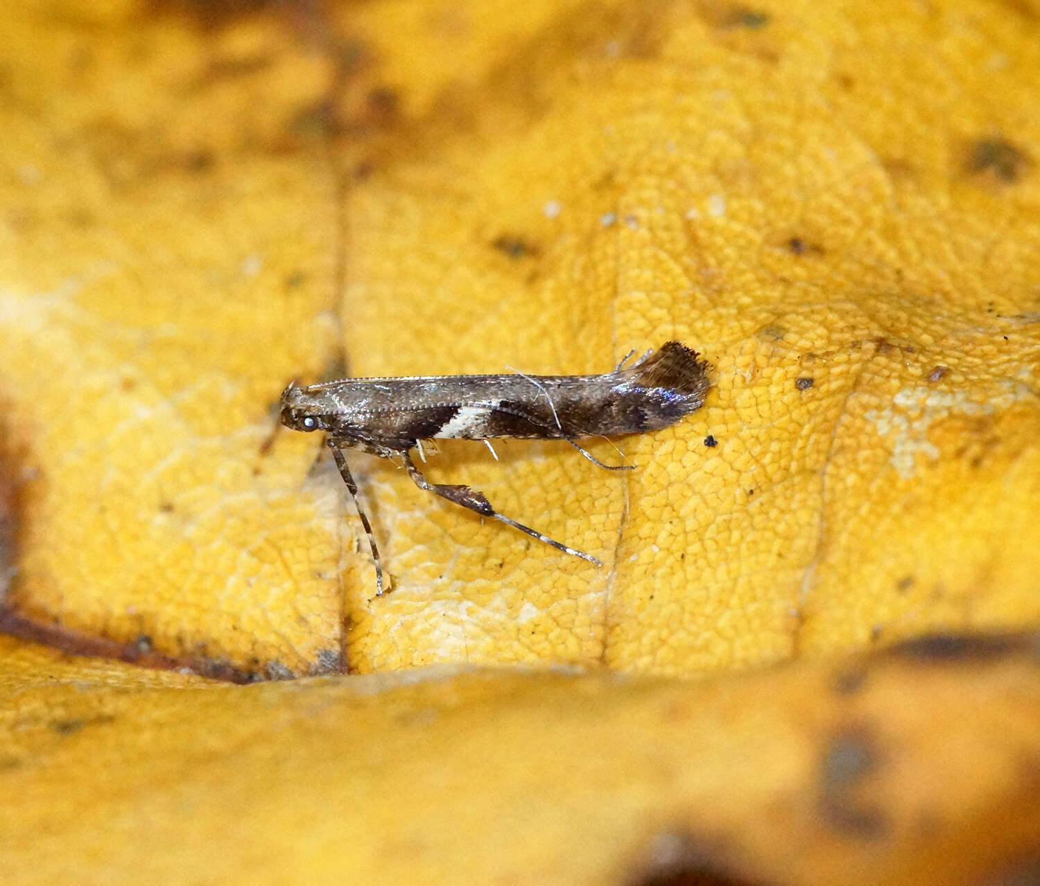 Image of Caloptilia semifascia (Haworth 1828)