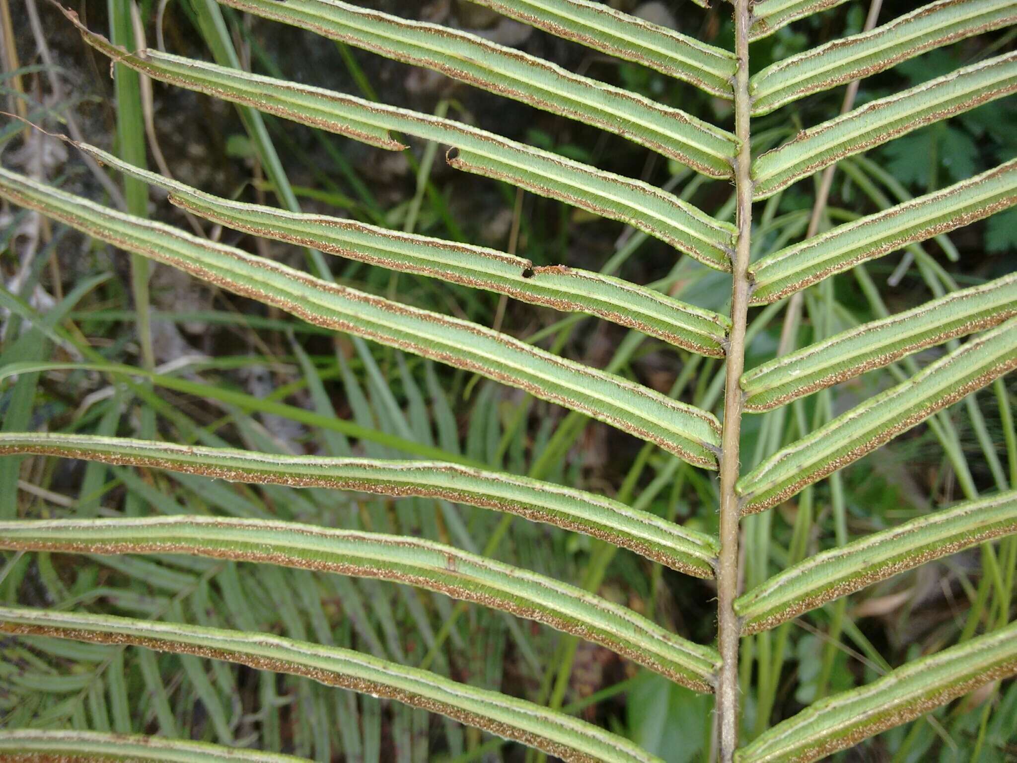 Слика од Pteris vittata L.