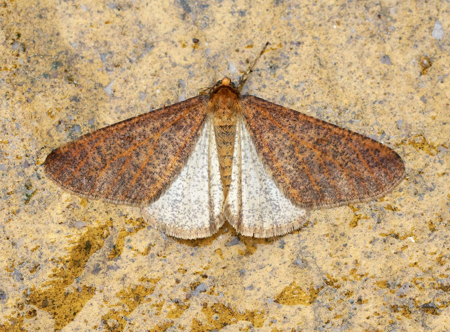 Image of mottled umber