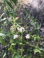 Image of bush beardtongue