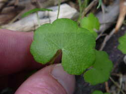 Imagem de Hydrocotyle novae-zealandiae var. robusta (Kirk) Cheesem.