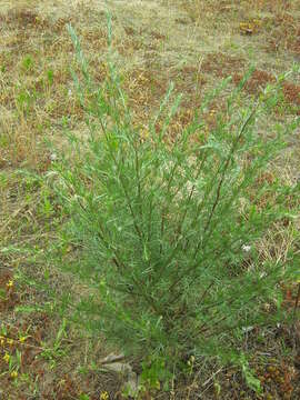 Image of Artemisia marschalliana Spreng.