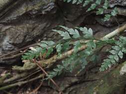 Image of Asplenium oldhamii Hance