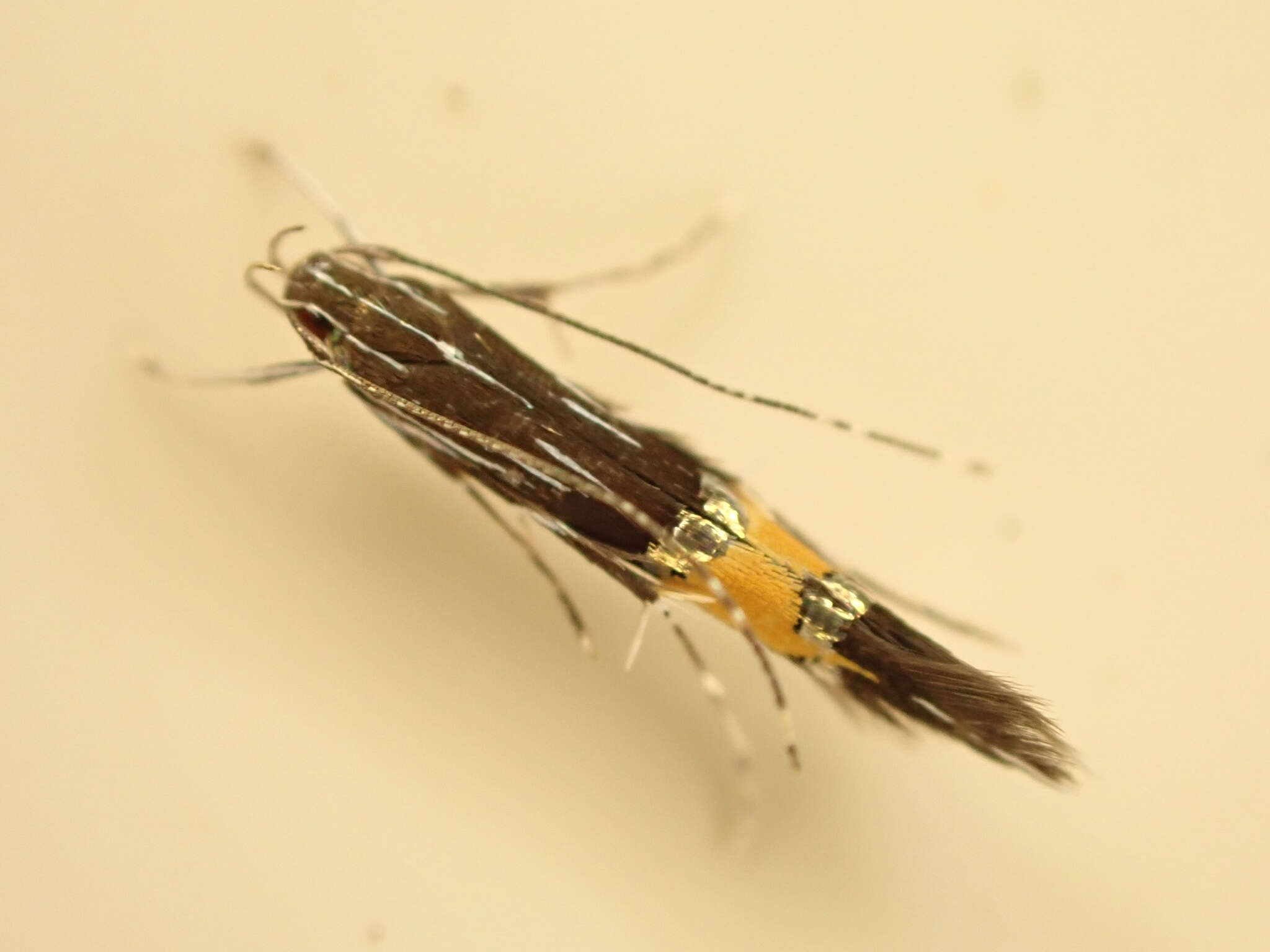 Image of Cosmopterix attenuatella Walker 1864