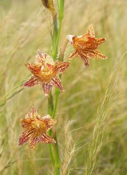 Слика од Gladiolus emiliae L. Bolus