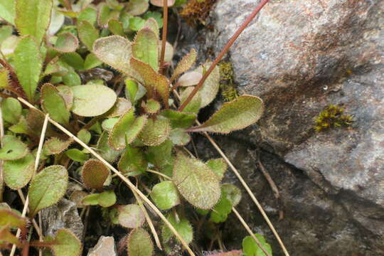 صورة Lagenophora pumila var. barkeri (Kirk) Simpson