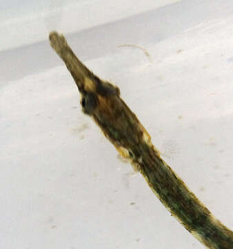 Image of Great Pipefish