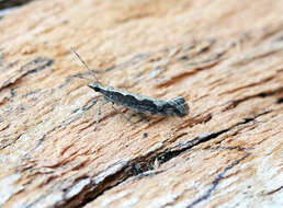 صورة Plutella xylostella Linnaeus 1767