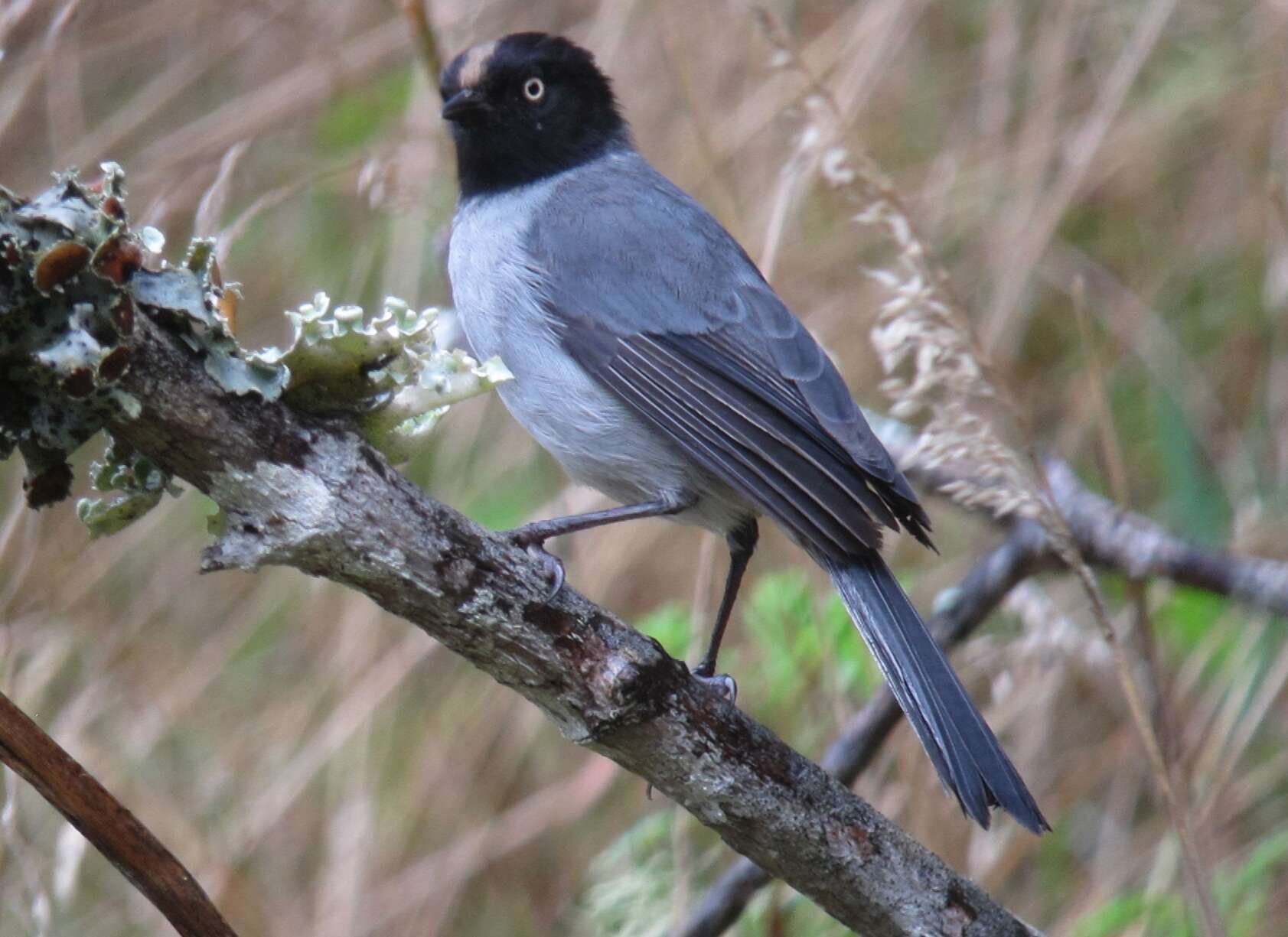 Image of Black-headed Hemispingus