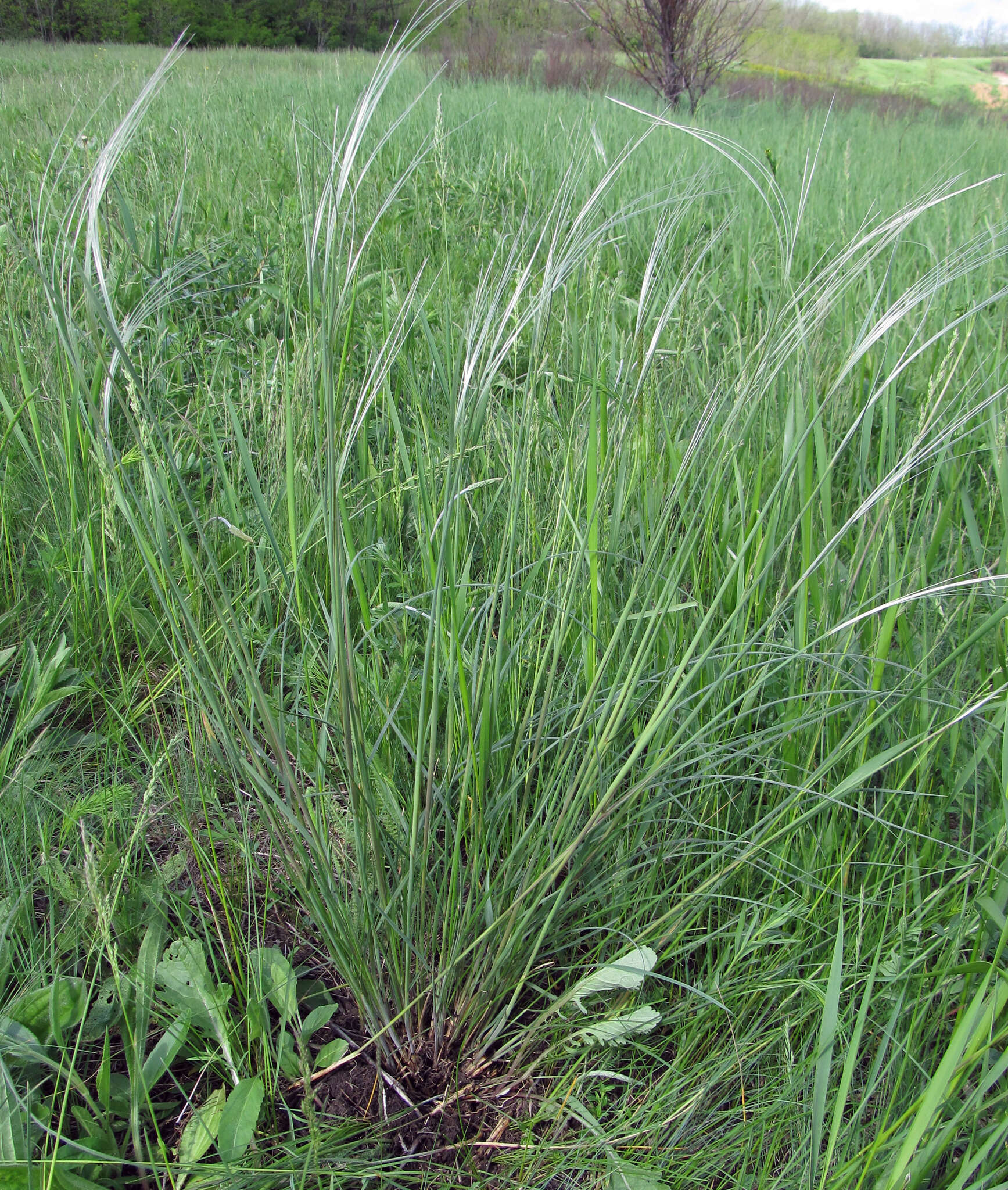 Sivun Stipa dasyphylla (Lindem.) Czern. ex Trautv. kuva