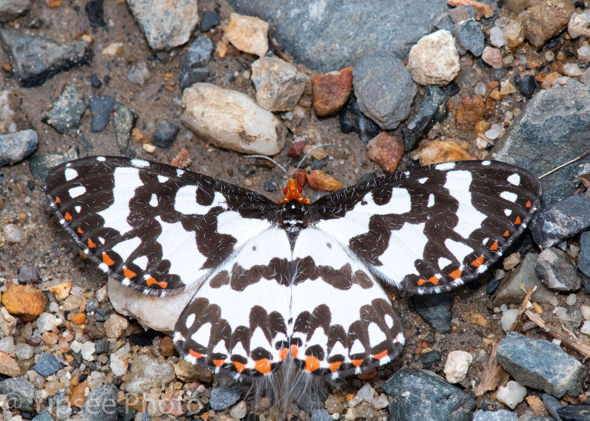 Image of Pterothysanus laticilia Walker 1854