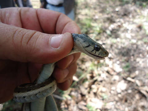 Imagem de Thamnophis cyrtopsis collaris (Jan 1863)