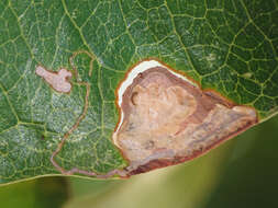 Image of Stigmella braunella (Jones 1933) Wilkinson et al. 1979