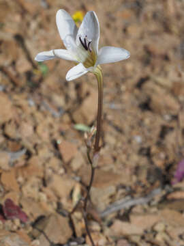 Imagem de Tritonia pallida Ker Gawl.