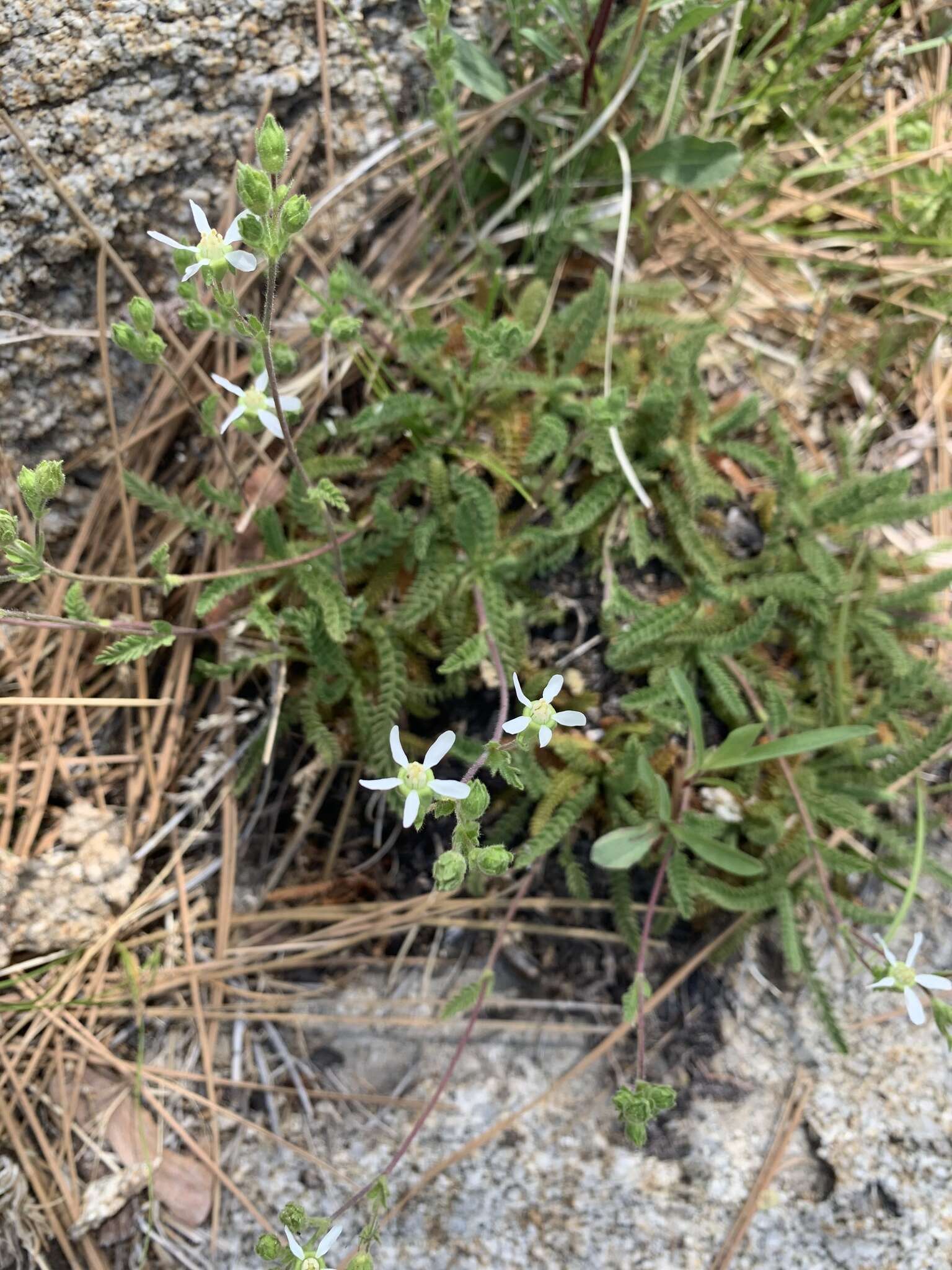 Image of Horkelia clevelandii var. brevibracteata