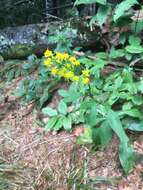 Solidago glomerata Michx. resmi