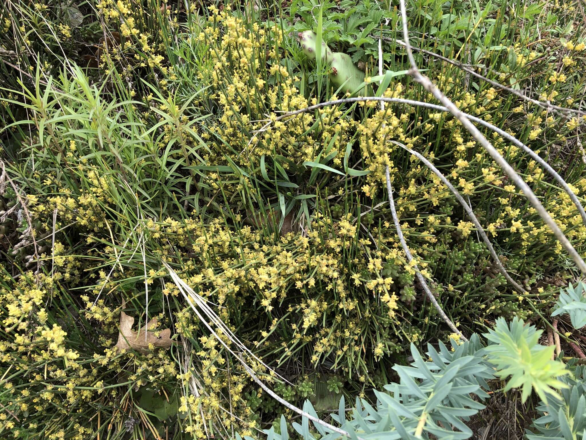 Imagem de Ephedra distachya subsp. helvetica (C. A. Mey.) Asch. & Graebn.