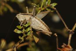 Image of Ateloplus notatus Scudder & S. H. 1901